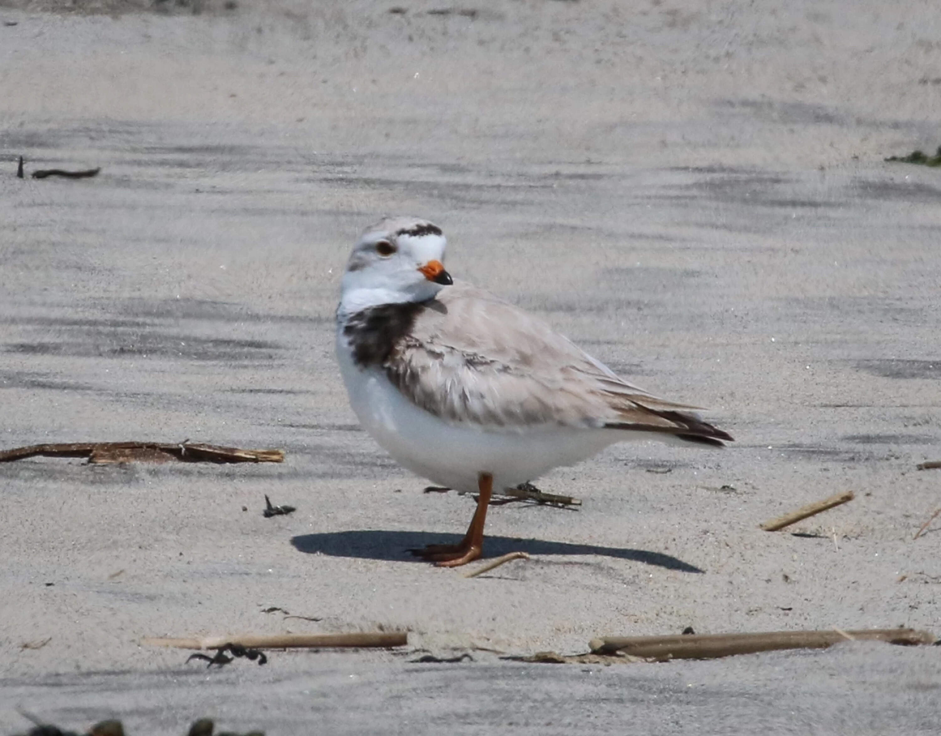 A piping plover on Popham Beach in Maine. Their nesting areas are cordoned off to protect the birds and their hatchlings. (Murray Carpenter/Maine Public)