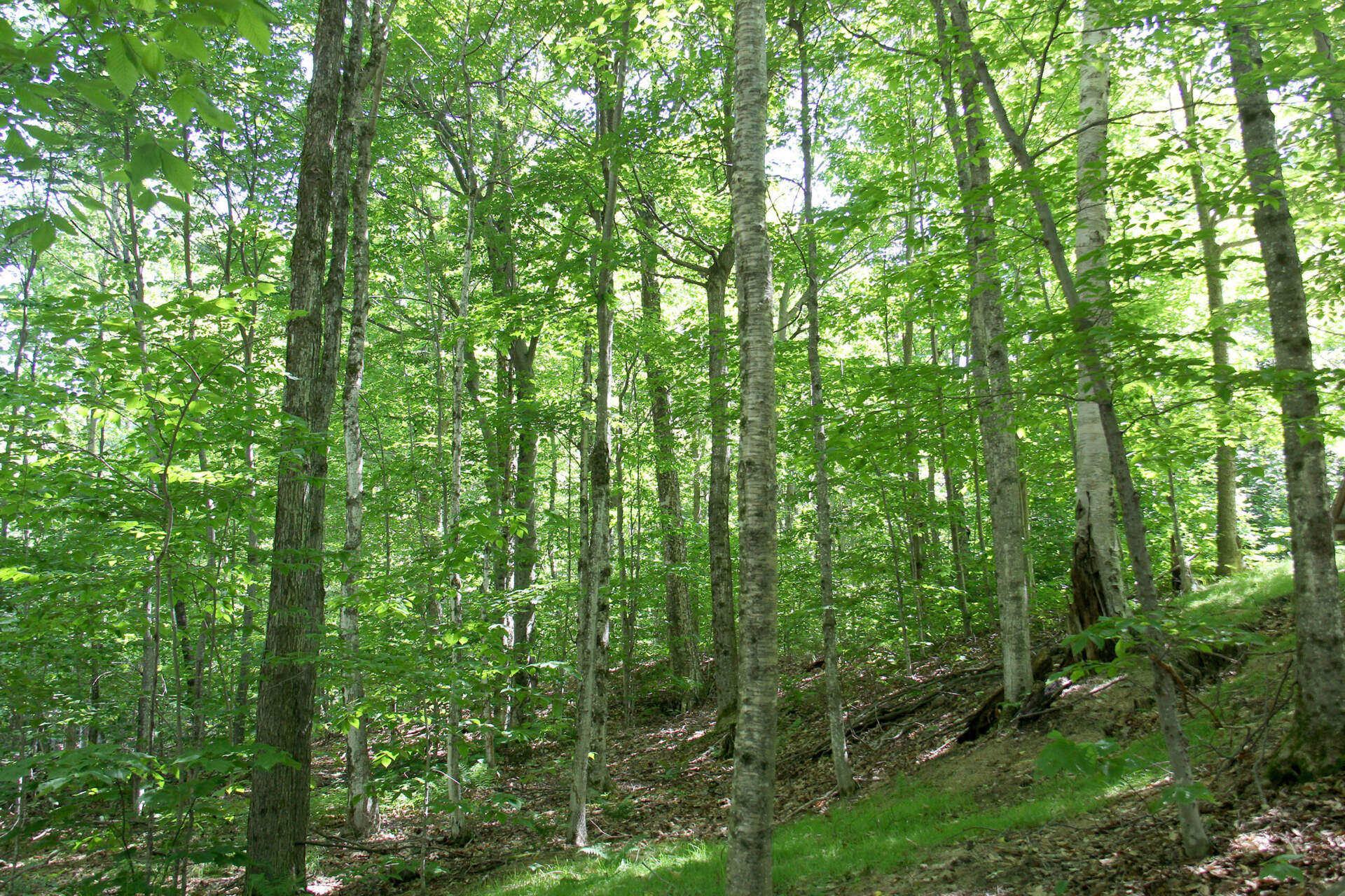 A forested area near the entrance of Underhill State Park on June 13. (Sophie Stevens/Vermont Public)