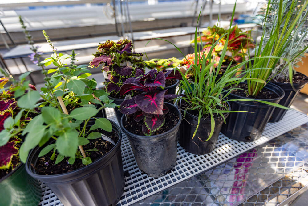 Plants growing in the greenhouse, such as holy basil, coleus and lemongrass, for research at Massachusetts General Hospital. (Jesse Costa/WBUR)