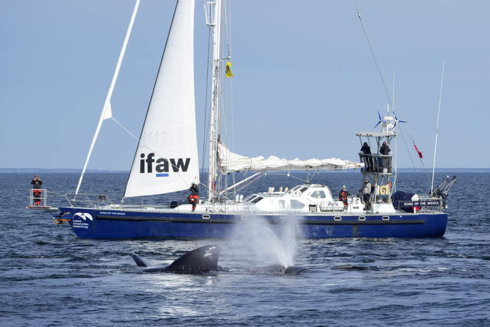 North Atlantic right whales interact at the surface on Cape Cod Bay near a research vessel from the International Fund for Animal Welfare, Monday, March 27, 2023, off the coast of Massachusetts. (AP Photo/Robert F. Bukaty, NOAA permit # 21371))