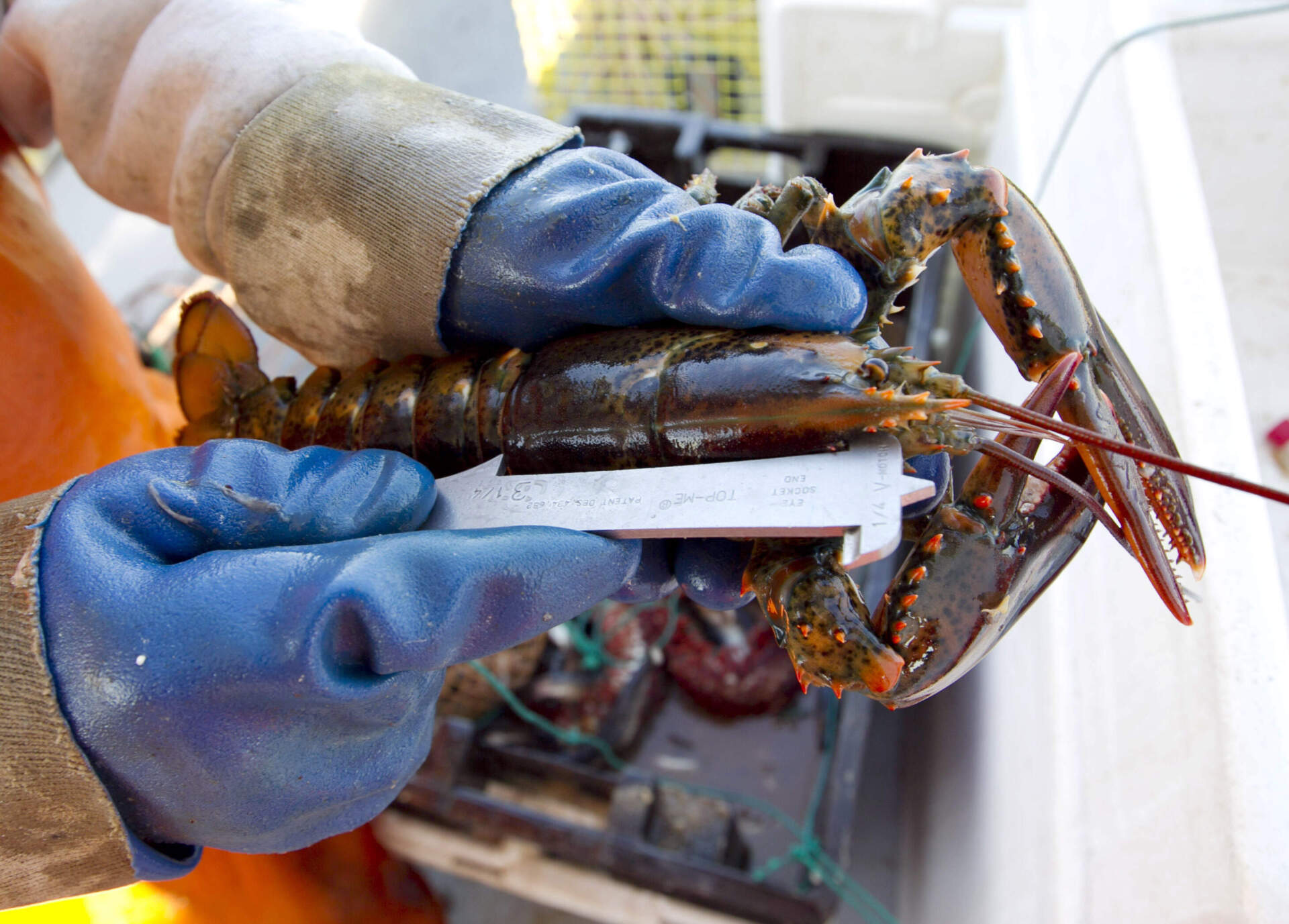 Lobster fishermen say change in legal sizes meant to protect