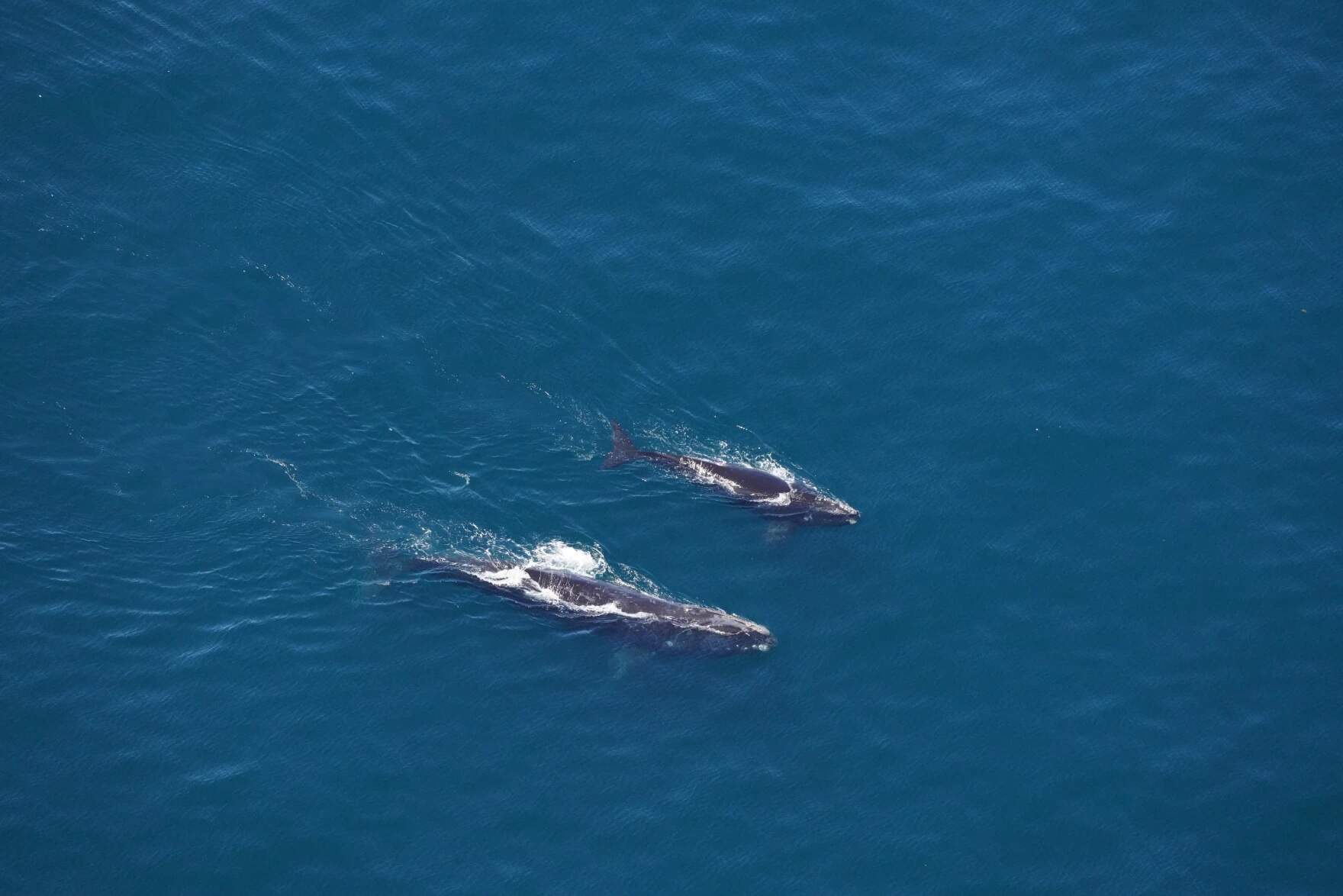 The New England Aquarium aerial team spotted a right whale named Butterfly and her calf swimming about 15 miles southeast of Jonesport during a flight on July 1, 2024. (Courtesy of the New England Aquarium, taken under National Marine Fisheries Service Permit #25739, via Maine Public)