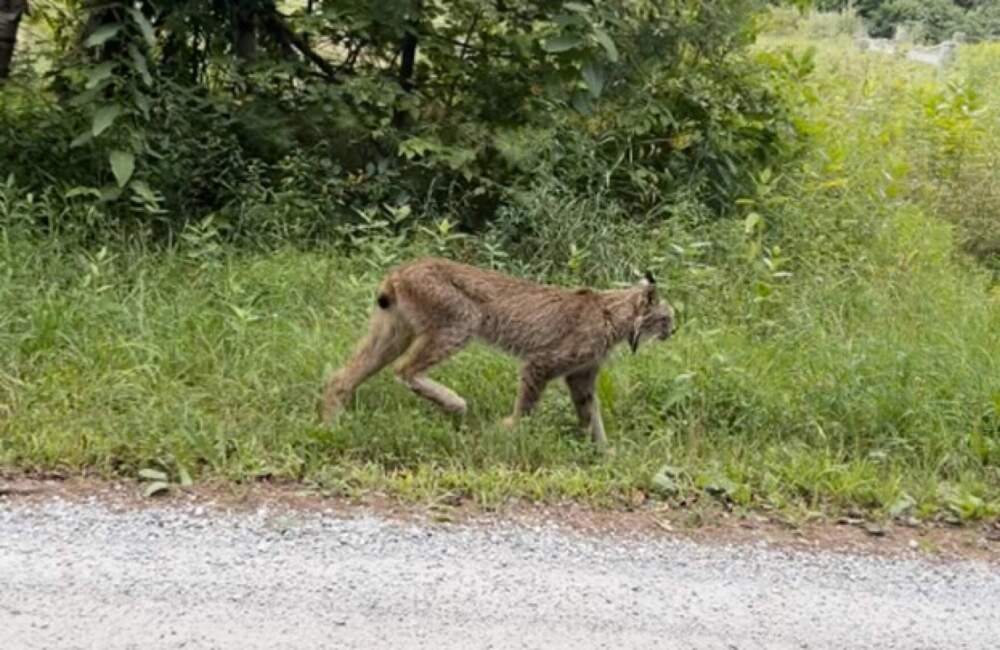 A screen capture of the Canada lynx from a video taken by Gary Shattuck of Shrewsbury on Aug. 17, 2024. (Gary Shattuck via the Vermont Fish And Wildlife Department)