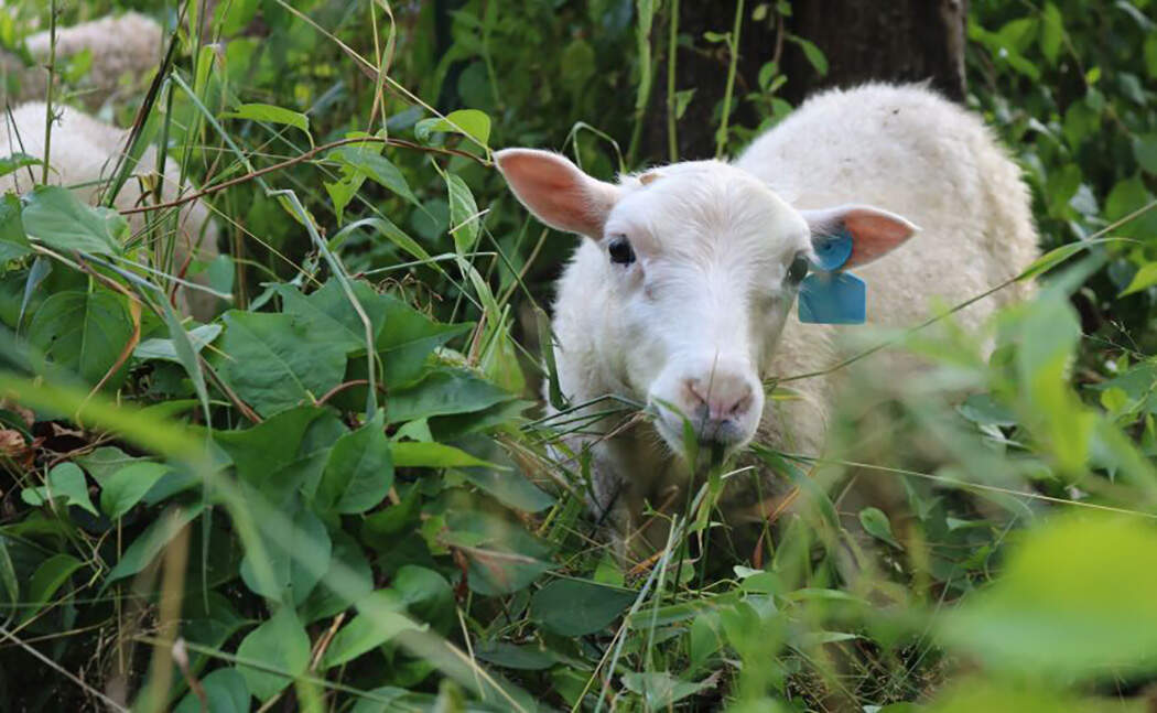 Sheep from Broken Boat Farms chew on overgrown vegetation. (Amanda Pirani/NHPR)