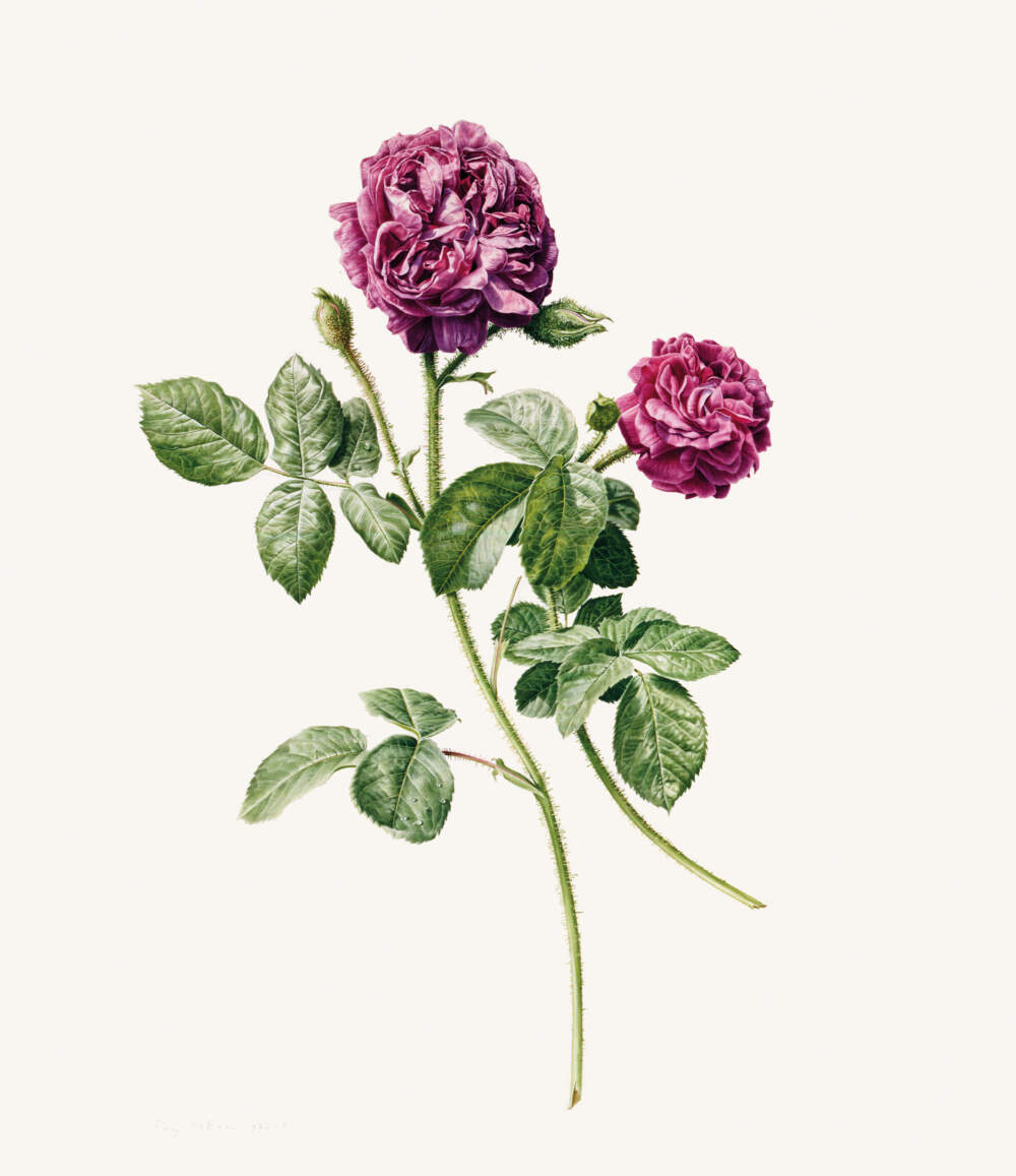 Rory McEwen, Rose "William Lobb," 1976-78. (Courtesy estate of Rory McEwen and Davis Museum)