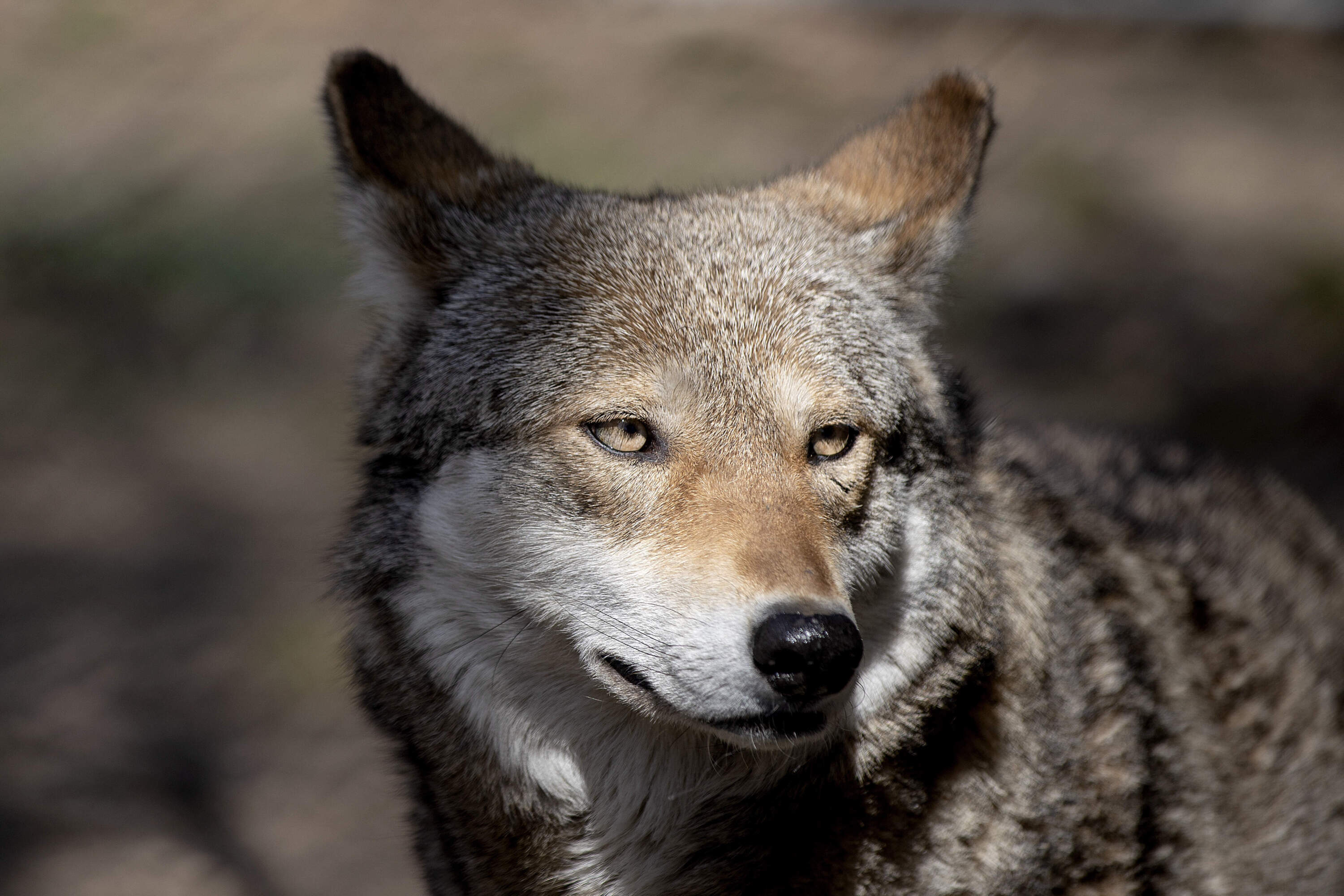Brave, a 7-year-old mother red wolf, walks through her enclosure at Roger Williams Park Zoo in Providence, R.I. (David Goldman/AP)