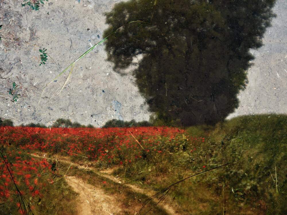 Abelardo Morell, "Tent-Camera Image: Poppy Field #2," Near Vétheuil, France, 2023. (Courtesy of the artist and Edwynn Houk Gallery)