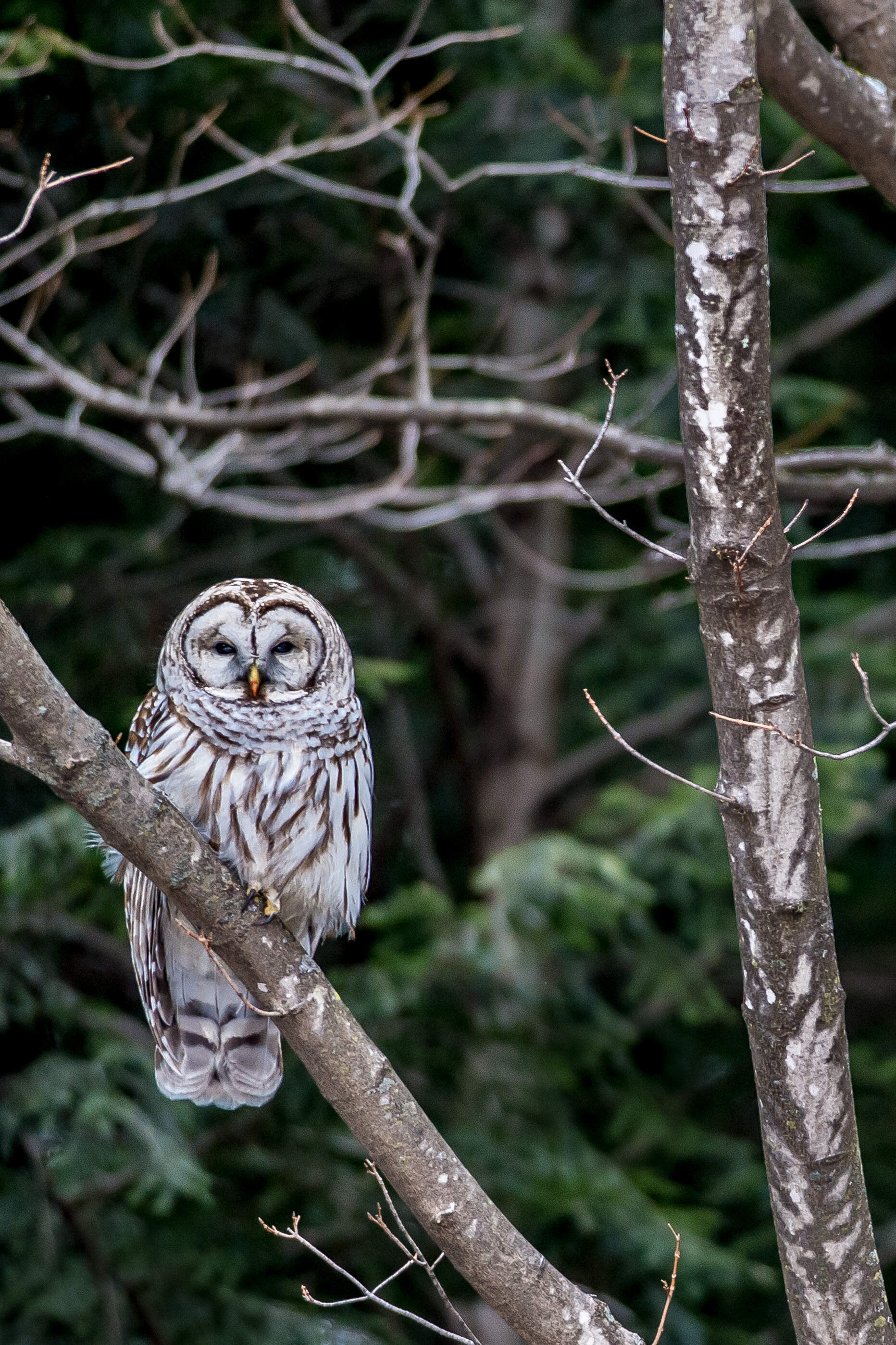 Barred owls are native to eastern North America. (David Middleton/ Courtesy Northeast Wilderness Trust)