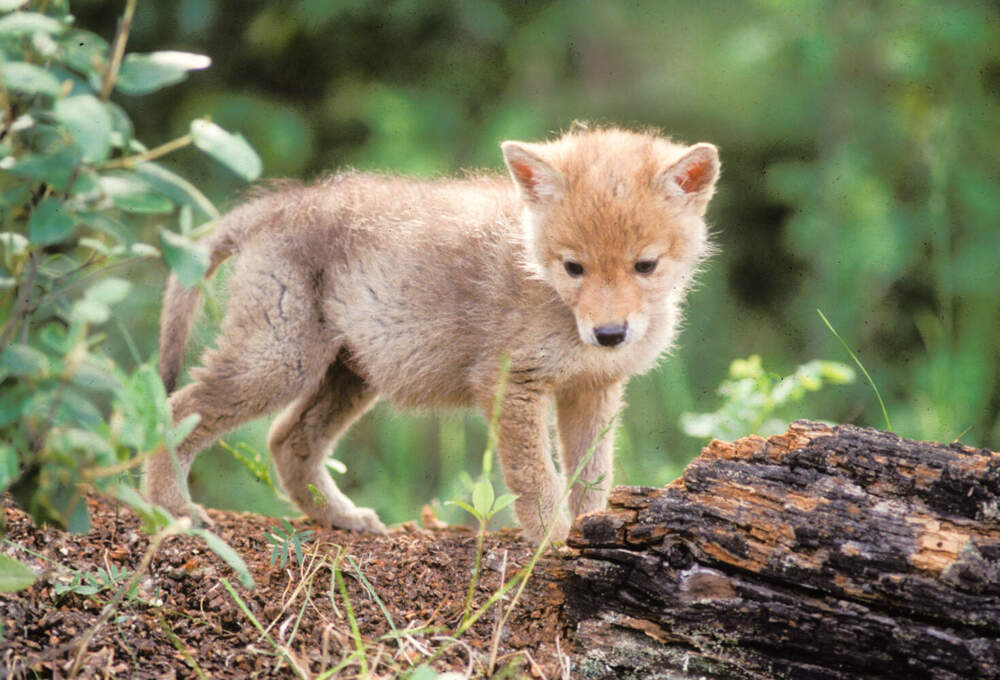 A coyote pup. As one of the few predators still present and successful in the Northeastern landscape, coyotes are an important to local and native ecosystems. (David Middleton/ Courtesy Northeast Wilderness Trust)
