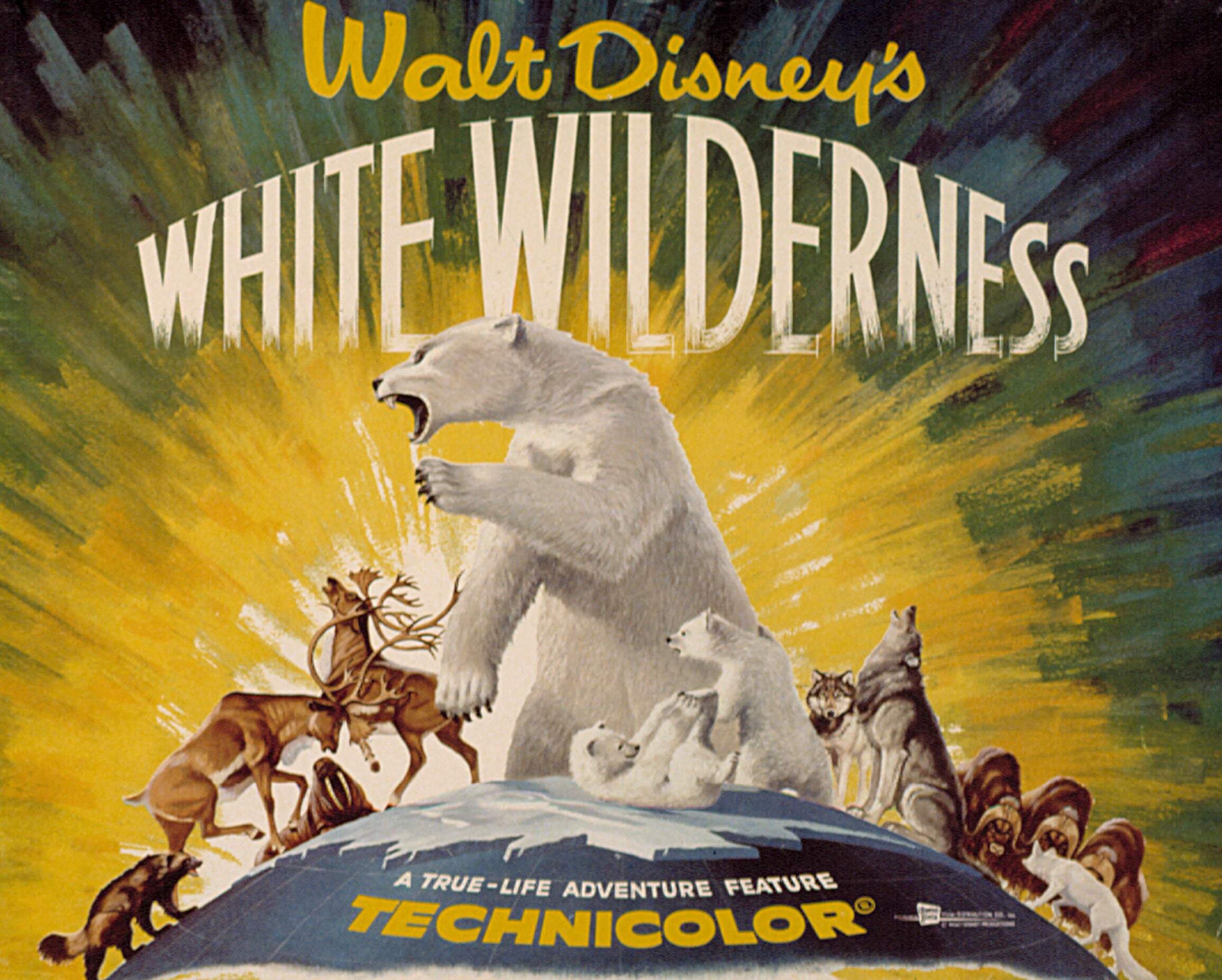 White Wilderness, lobbycard, Disney True Life Adventure, 1958. (Photo by LMPC via Getty Images)