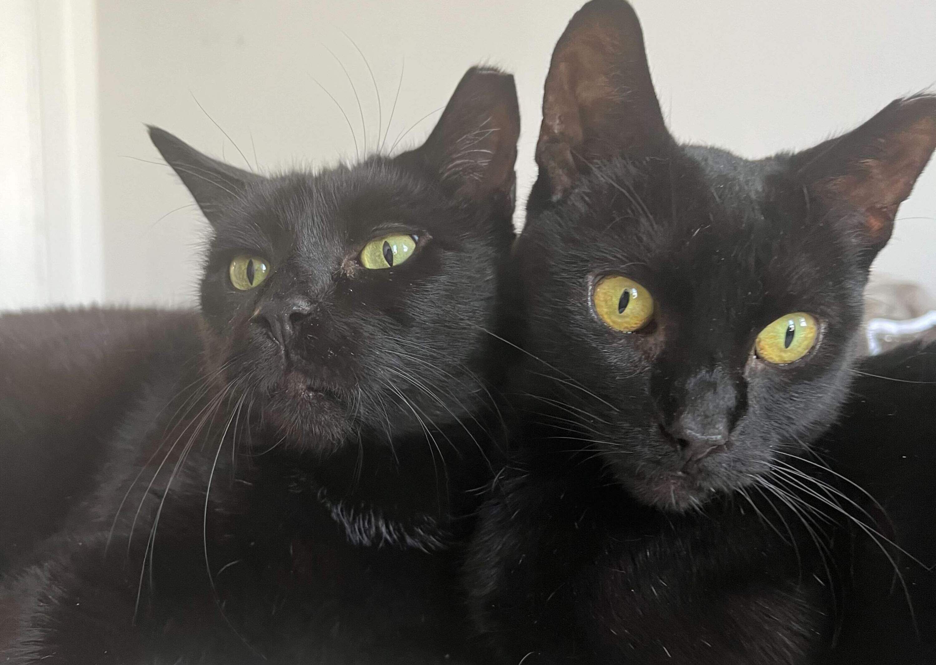 Black cats are often considered bad luck. (Gabrielle Healy/Here & Now)