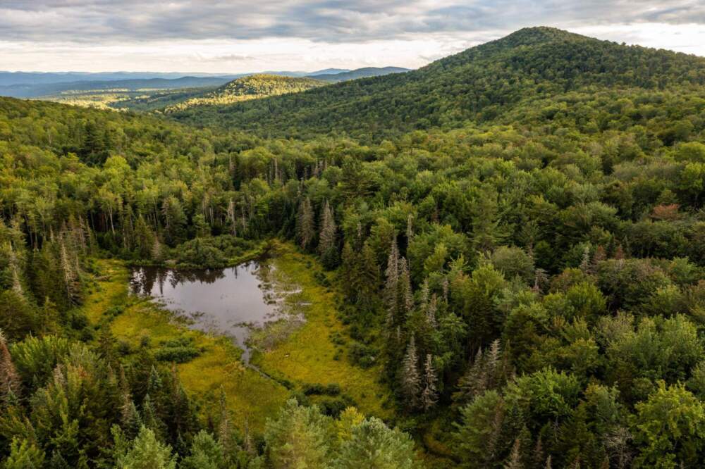 A drone view of a beaver pond in the forest of the Woodbury Mountain Wilderness Preserve in Woodbury, Vt. (Jerry Monkman/ Courtesy Northeast Wilderness Trust)