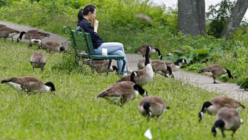 A woman eats her lunch while surrounded by a gaggle of Canada geese feeding along the banks of the Charles River in Cambridge. (Charles Krupa/AP)