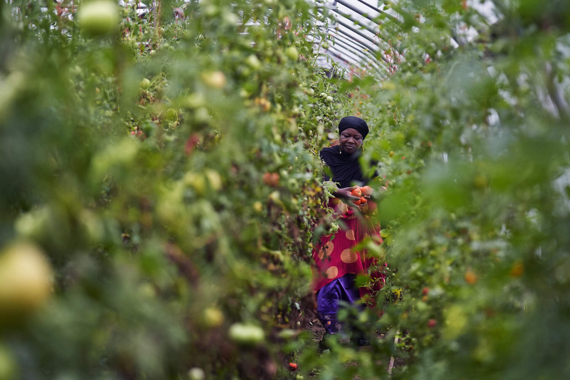 Farmer Alsi Yussuf, a refugee from Somalia, carries freshly picked tomatoes while harvesting vegetables for a community share program at Fresh Start Farm. (Charles Krupa/AP)