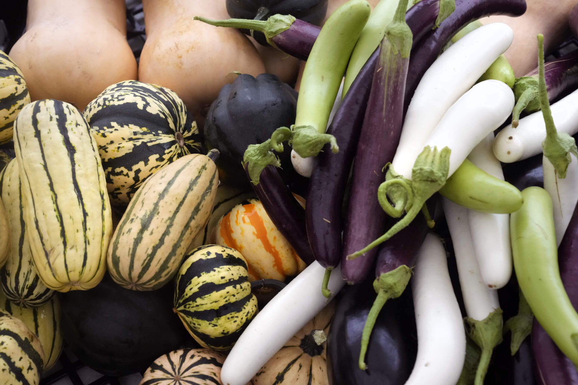 A selection of squash, left, and eggplant, right, are stacked after being washed to be packaged for a community share program. (Charles Krupa/AP)