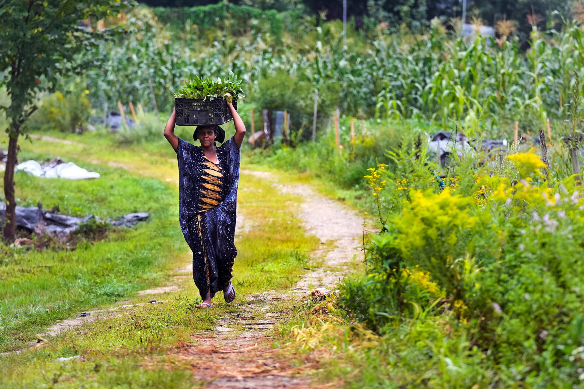 Farmer Khadija Aliow, a refugee from Somali, carries vegetables grown on her plot to be cleaned and packaged at Fresh Start Farm. (Charles Krupa/AP)