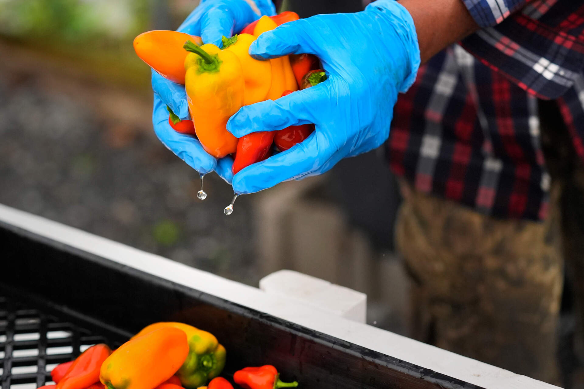 Farmer Sylvain Bukasa takes freshly harvested peppers out of a cleaning tub to be air dried prior to packaging. (Charles Krupa/AP)