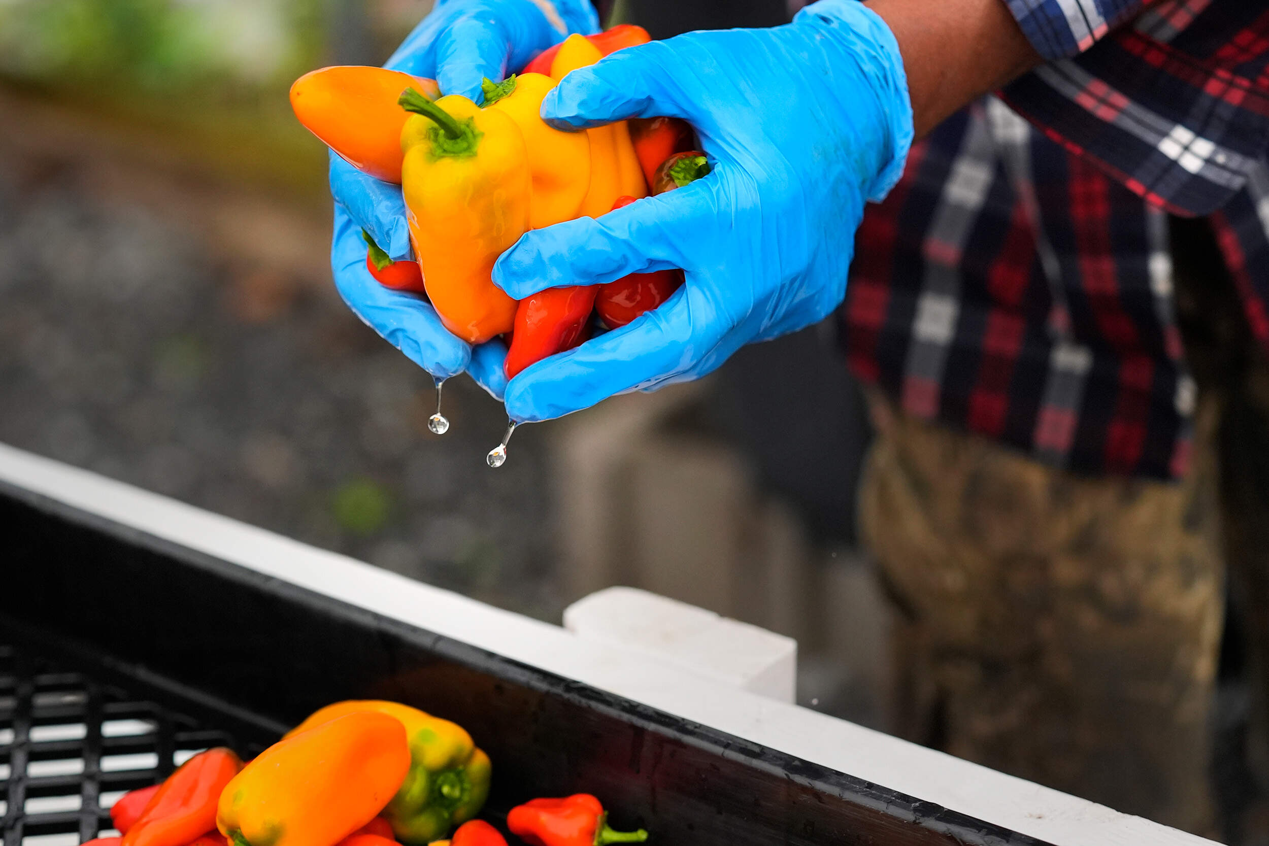 Farmer Sylvain Bukasa takes freshly harvested peppers out of a cleaning tub to be air dried prior to packaging. (Charles Krupa/AP)