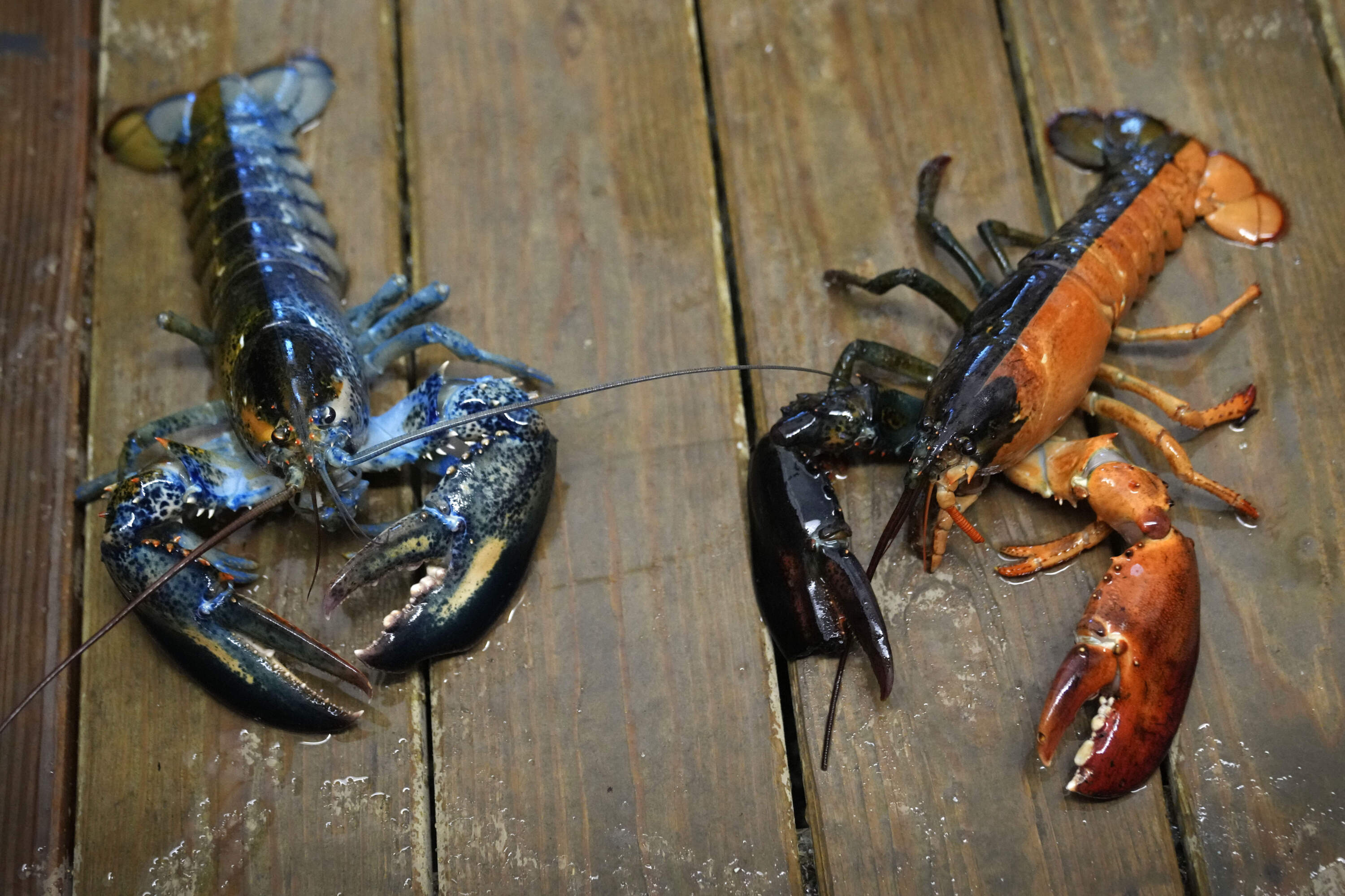 Blue and two-toned lobsters in a marine sciences lab at the University of New England in Biddeford, Maine. (Robert F. Bukaty/AP)
