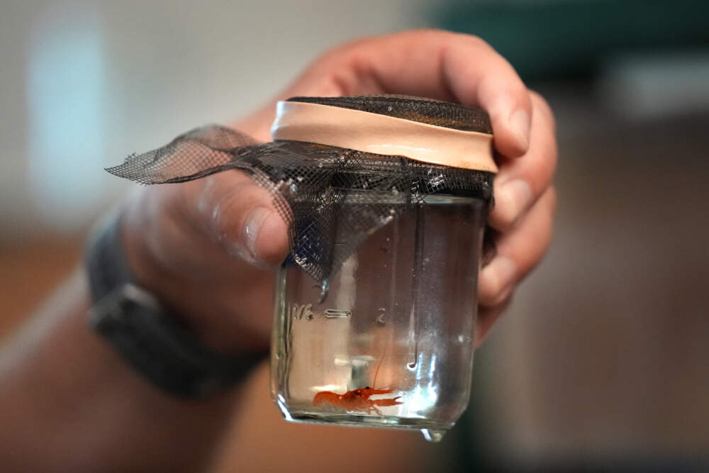 A baby lobster in a jar at the University of New England, Sept. 5, 2024, in Biddeford, Maine. (Robert F. Bukaty/AP)
