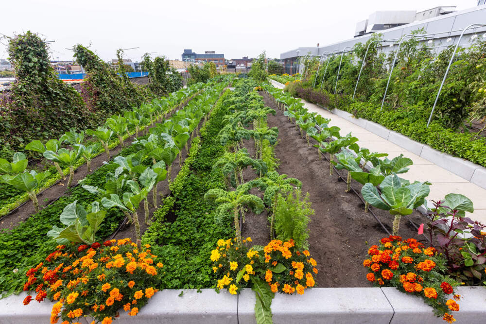 One of the rooftop gardens at Boston Medical Center. Food grown here helps feed patients. (Jesse Costa/WBUR)