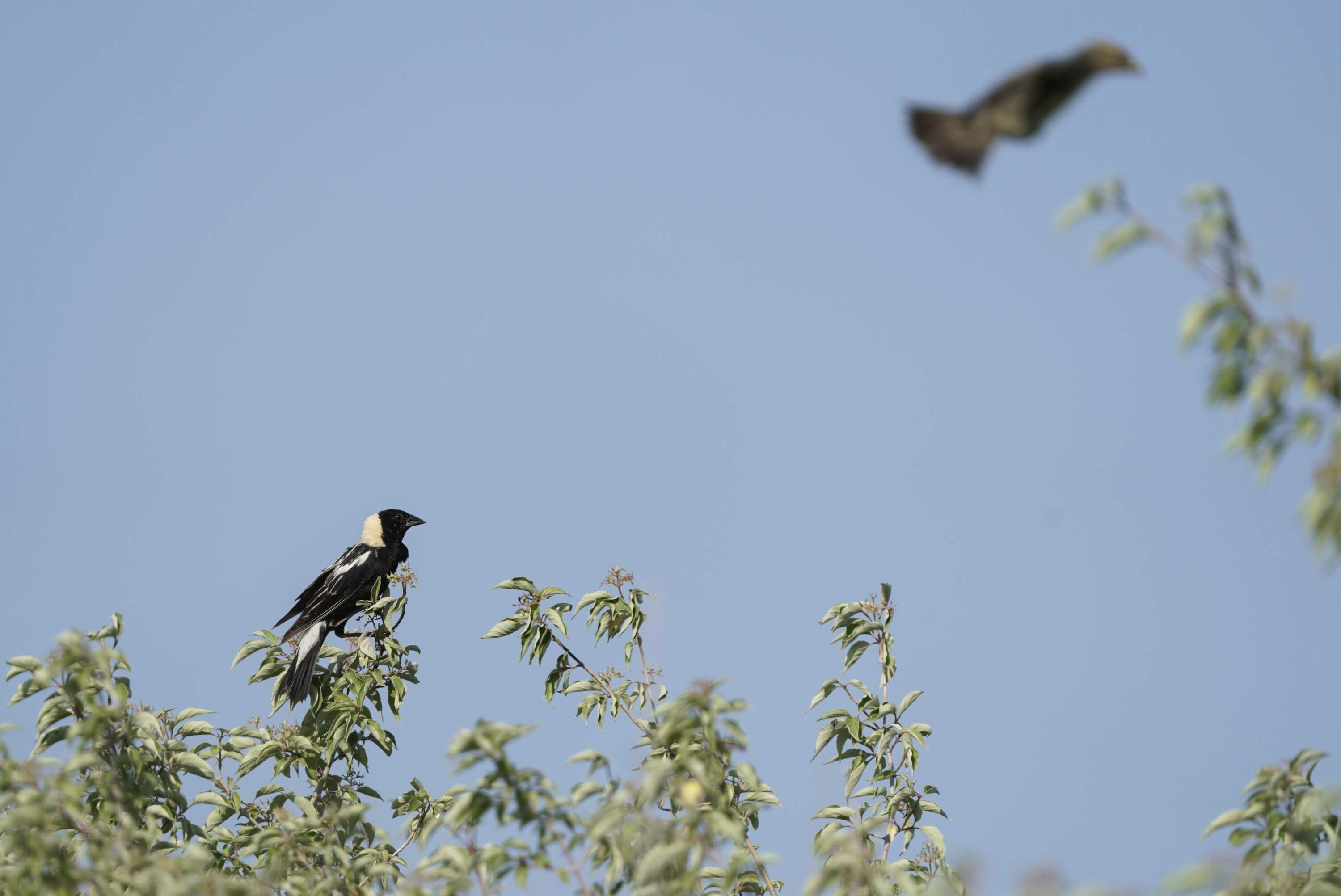 A male Bobolink stands atop a shrub near its nest, Tuesday, June 20, 2023, in Denton, Neb. (Joshua A. Bickel/AP)
