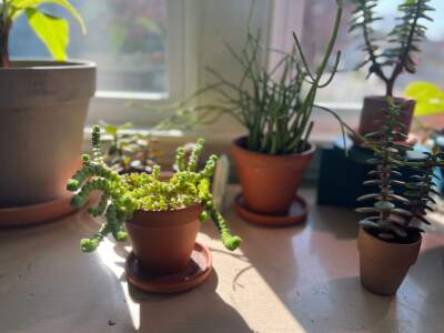 How to keep your houseplants happy through a New England winter