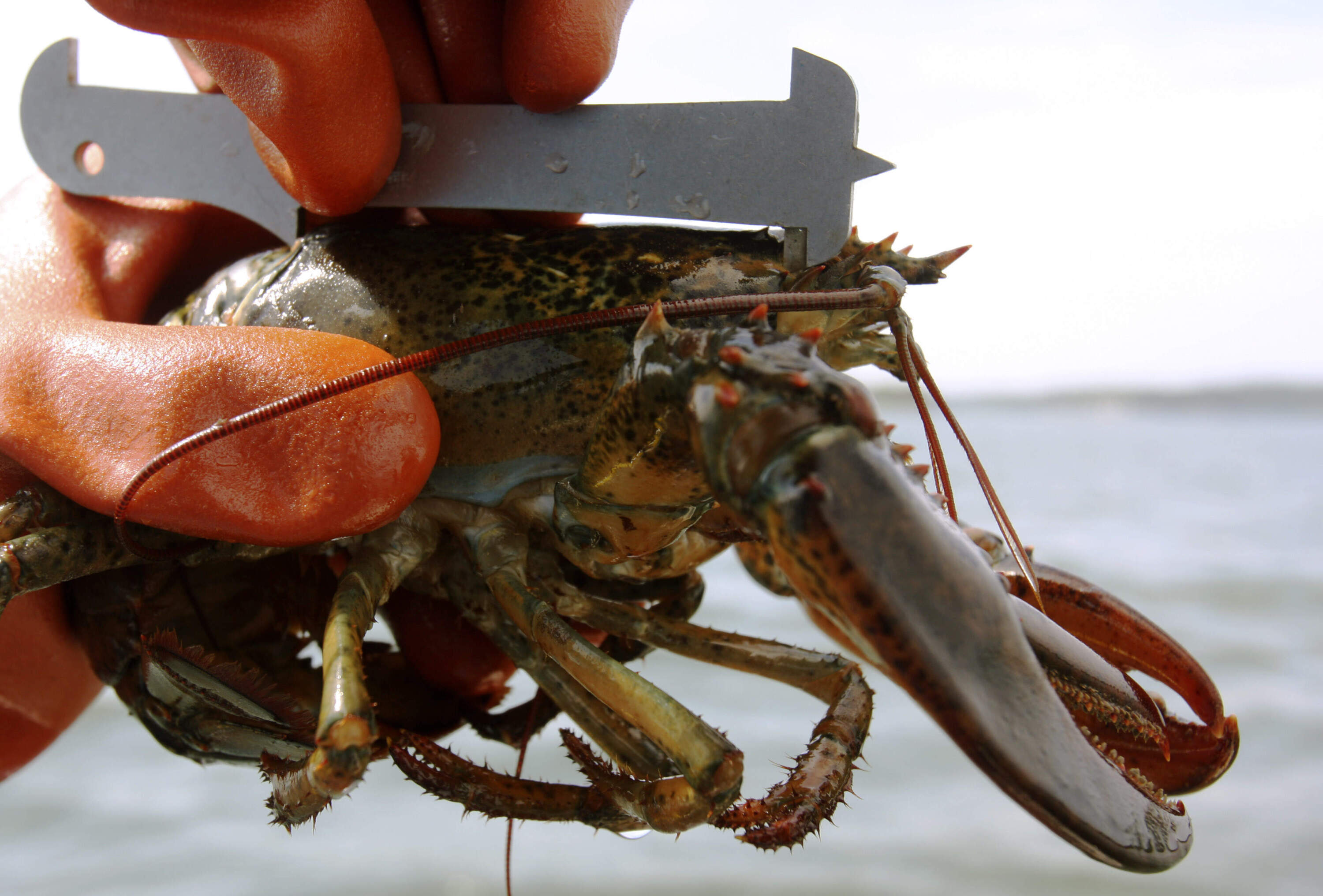 A lobsterman uses a gauge to measure a freshly caught lobster. (Pat Wellenbach/AP)
