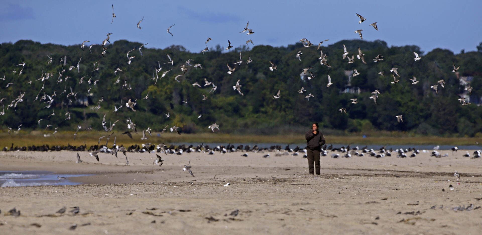 A U.S. Fish and Wildlife Service biologist stands among a flock of shore birds, including Red Knots on Nauset Beach in Eastham, Mass., Tuesday, Sept. 17, 2013. (Stephan Savoia/AP)