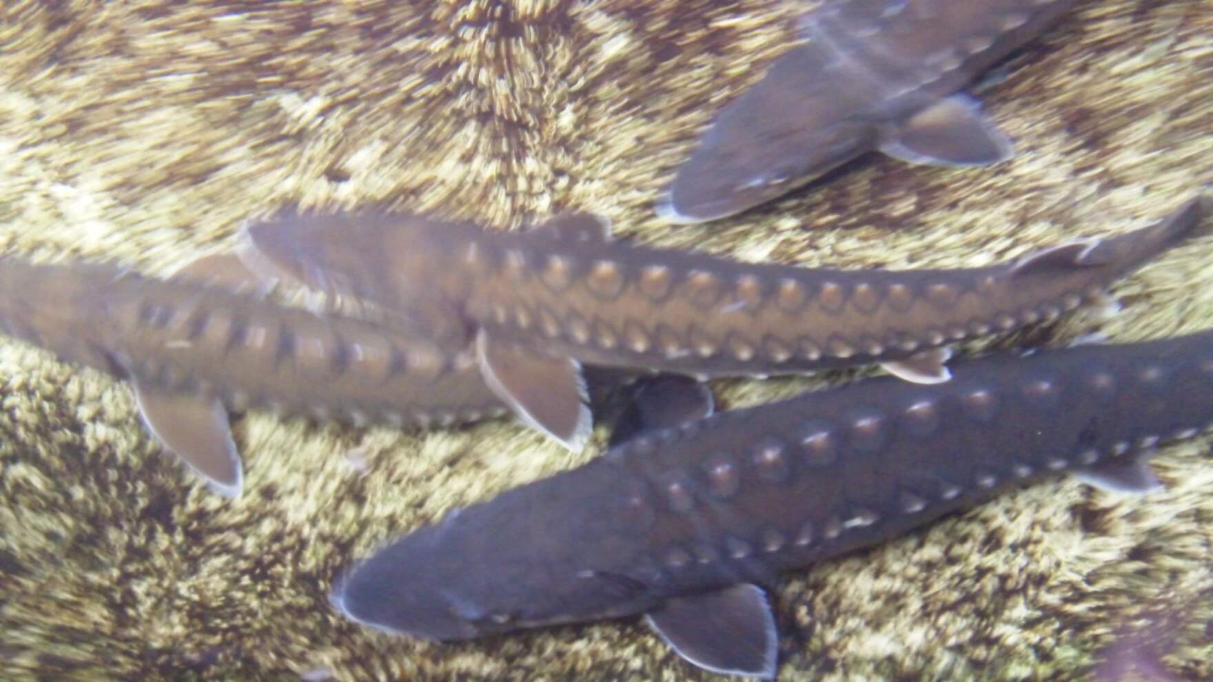 Shortnose sturgeon were once numerous in the Connecticut River watershed, before widespread habitat loss and the construction of large dams. (Cody Meshes, U.S. Fish And Wildlife Service via Vermont Public)