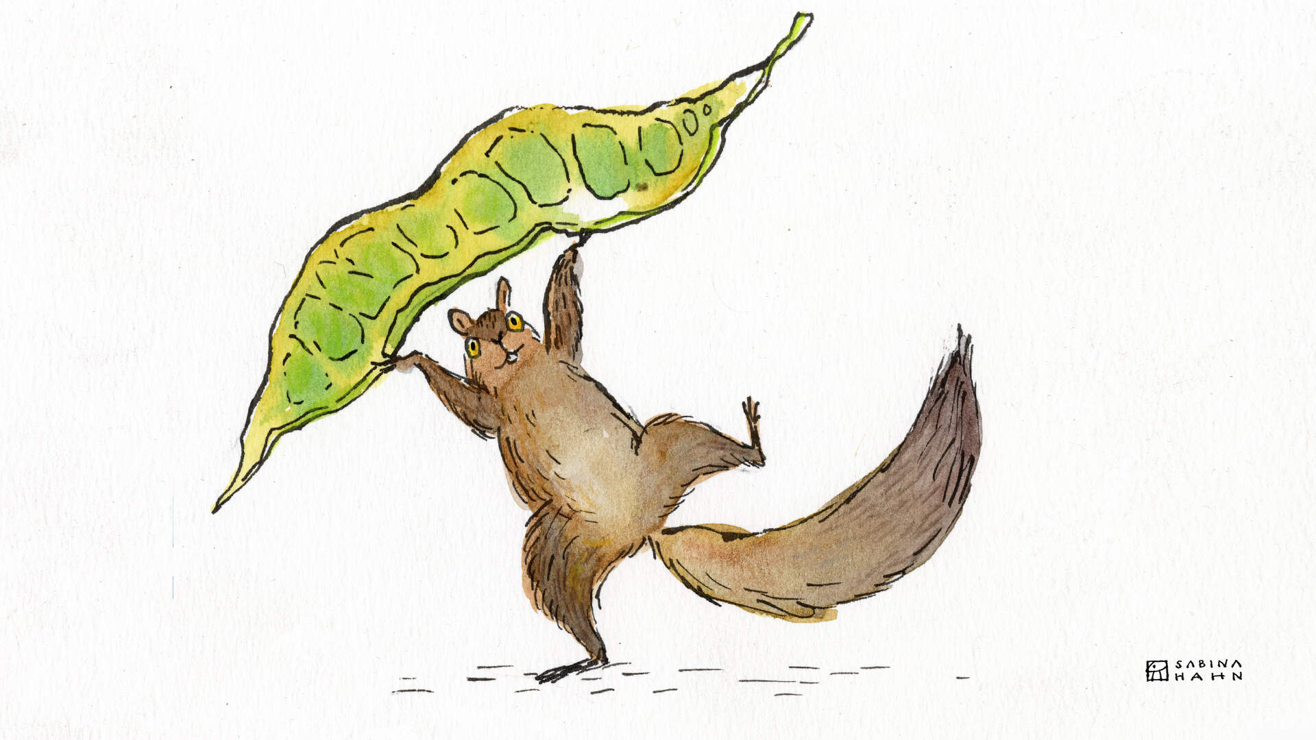 A squirrel with a seed pod. (Sabina Hahn for WBUR)