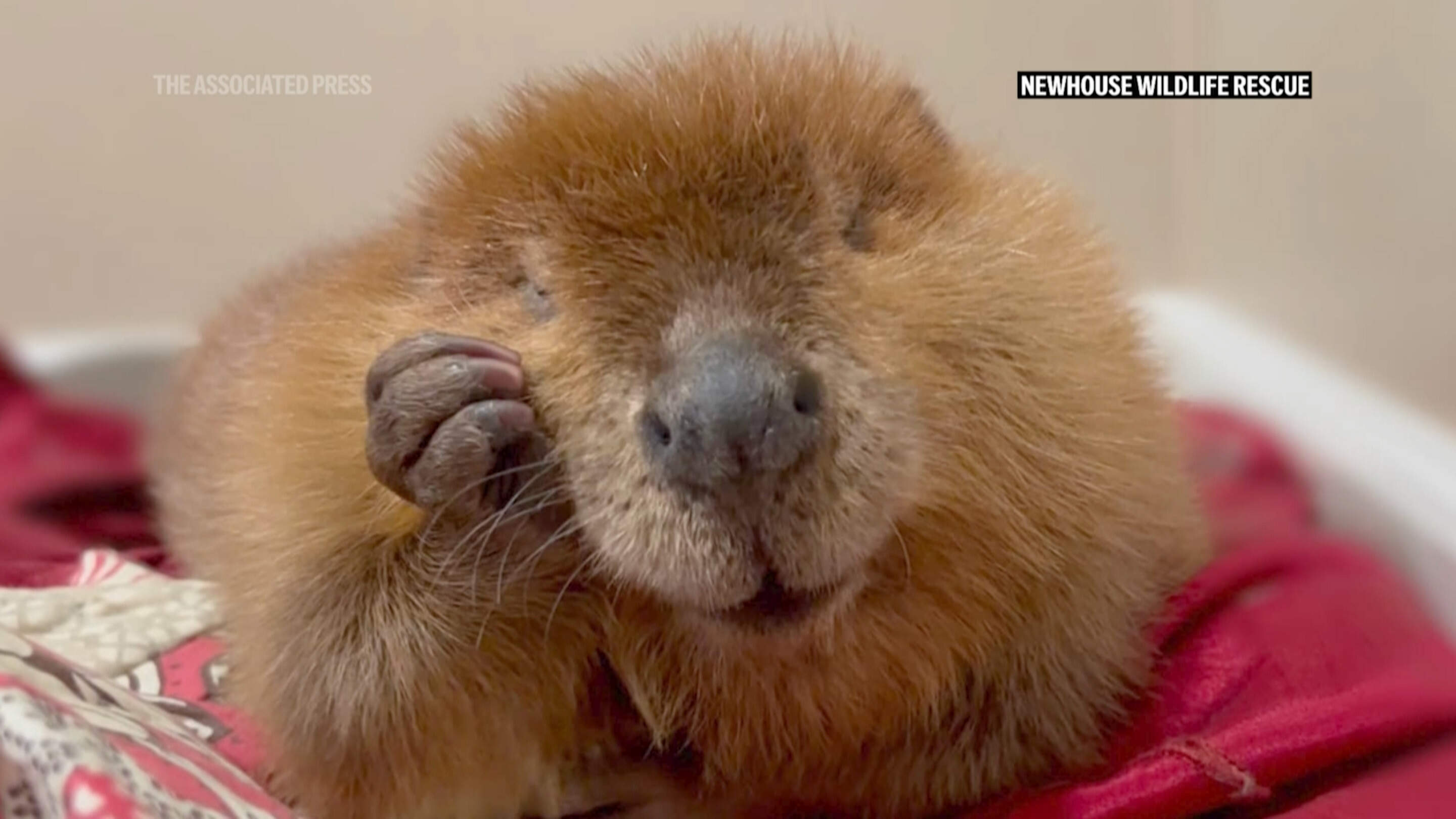 This October 2024 photo provided by Newhouse Wildlife Rescue shows Nibi, a 1-year-old beaver, at the Newhouse Wildlife Rescue in Chelmsford, Mass. (Jane Newhouse/Newhouse Wildlife Rescue screengrab via AP)