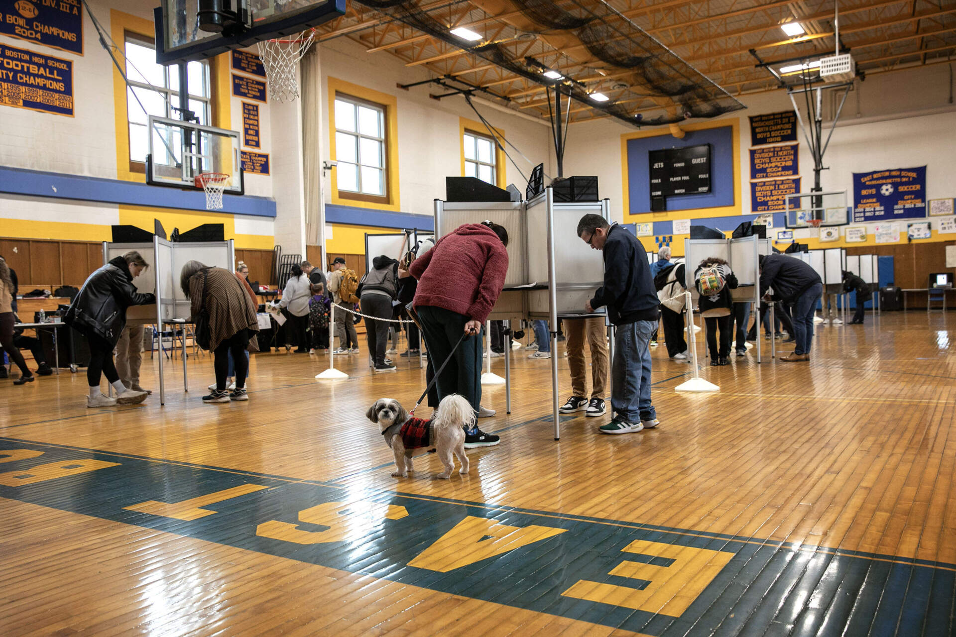 A dog waits while their owner votes at East Boston High School. (Robin Lubbock/WBUR)