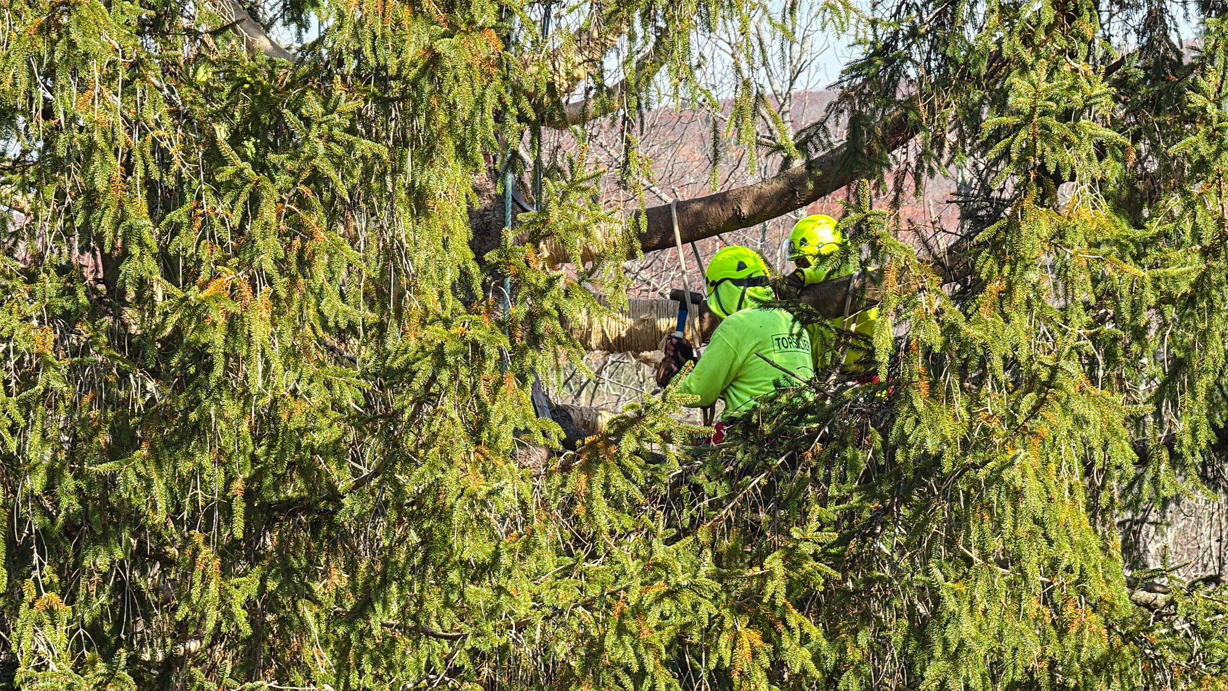 Workers prepare a Norway spruce, this year’s Rockefeller Center Christmas tree, for harvest, Wednesday, Oct. 30, 2024, in West Stockbridge, Mass. (Rodrique Ngowi/AP)