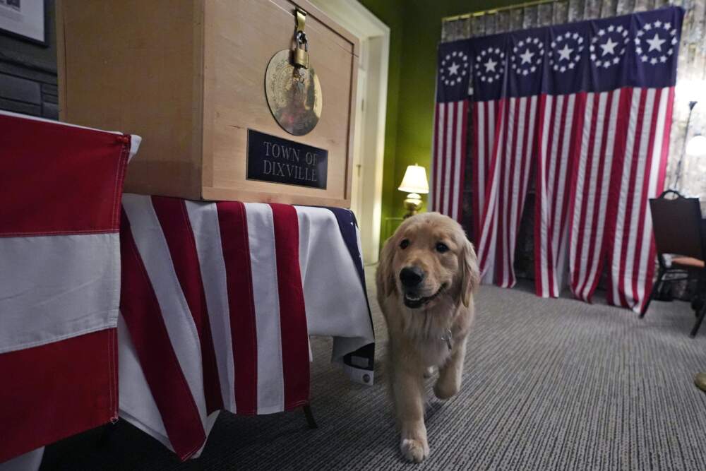 A dog passes the ballot box and voting booths. (Charles Krupa/AP)