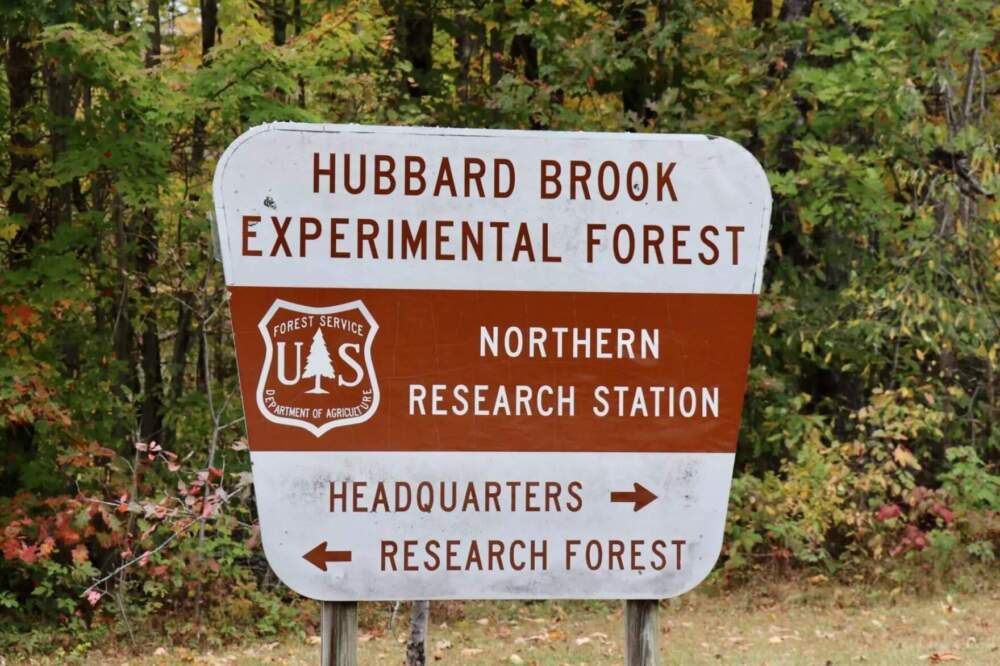 The Hubbard Brook Experimental Forest, established in 1955, is located in the White Mountains. (Zoe Knox/NHPR)