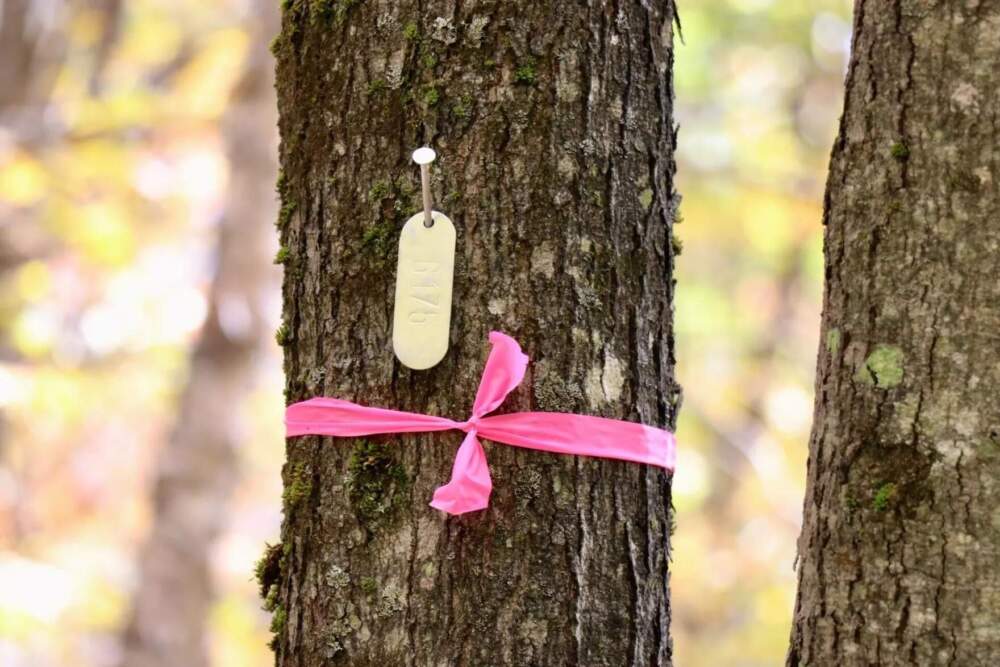 Every tree Bailey sees has an identification tag. (Zoe Knox/NHPR)