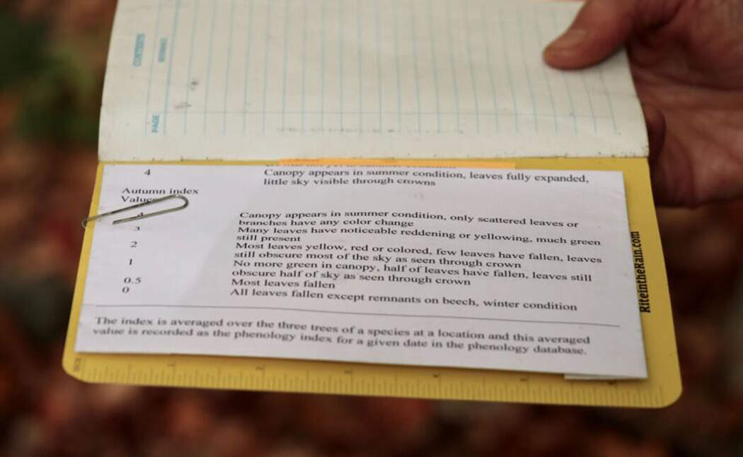 Tony Federer, a U.S. Forest Service scientist, developed the criteria Bailey uses today to evaluate trees. (Zoe Knox/NHPR)