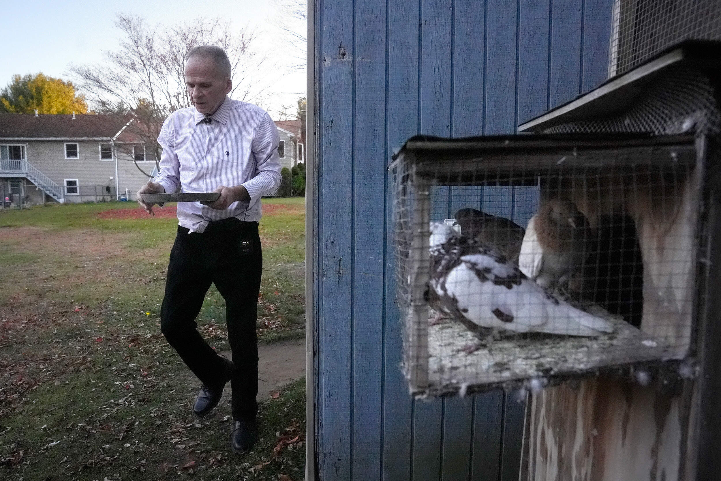 Michael Sullivan brings feed to his pigeons at the home of his sister, Wednesday, Nov. 20, 2024, in Billerica, Mass. (Steven Senne/AP)