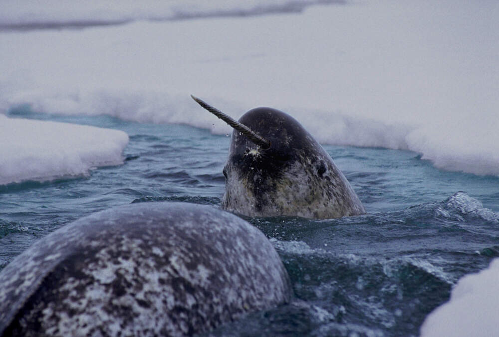 Narwhals are medium-sized toothed whales, ranging from 13 to 18 feet long not including the long tusk seen on most males, which averages about 6 to 8 feet (1.8 to 2.4 meters). (Courtesy Glenn Williams, Narwhal Tusk Research)