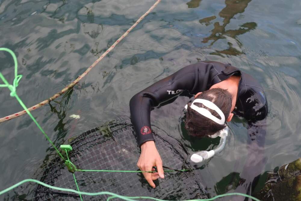 Researcher Youenn Jezequel gets in the water to check on some of the study subjects. (Eve Zuckoff/CAI)
