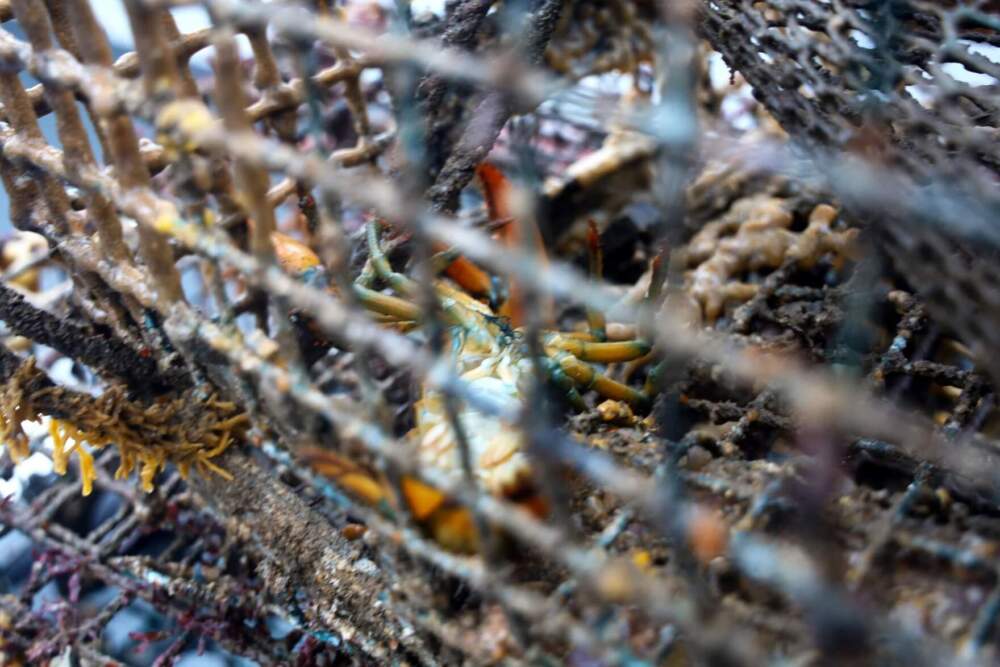 This crab is among the species found inside the five abandoned lobster traps that OceansWide divers recovered on Sept. 25, 2024. (Esta Pratt-Kielley/Maine Public)