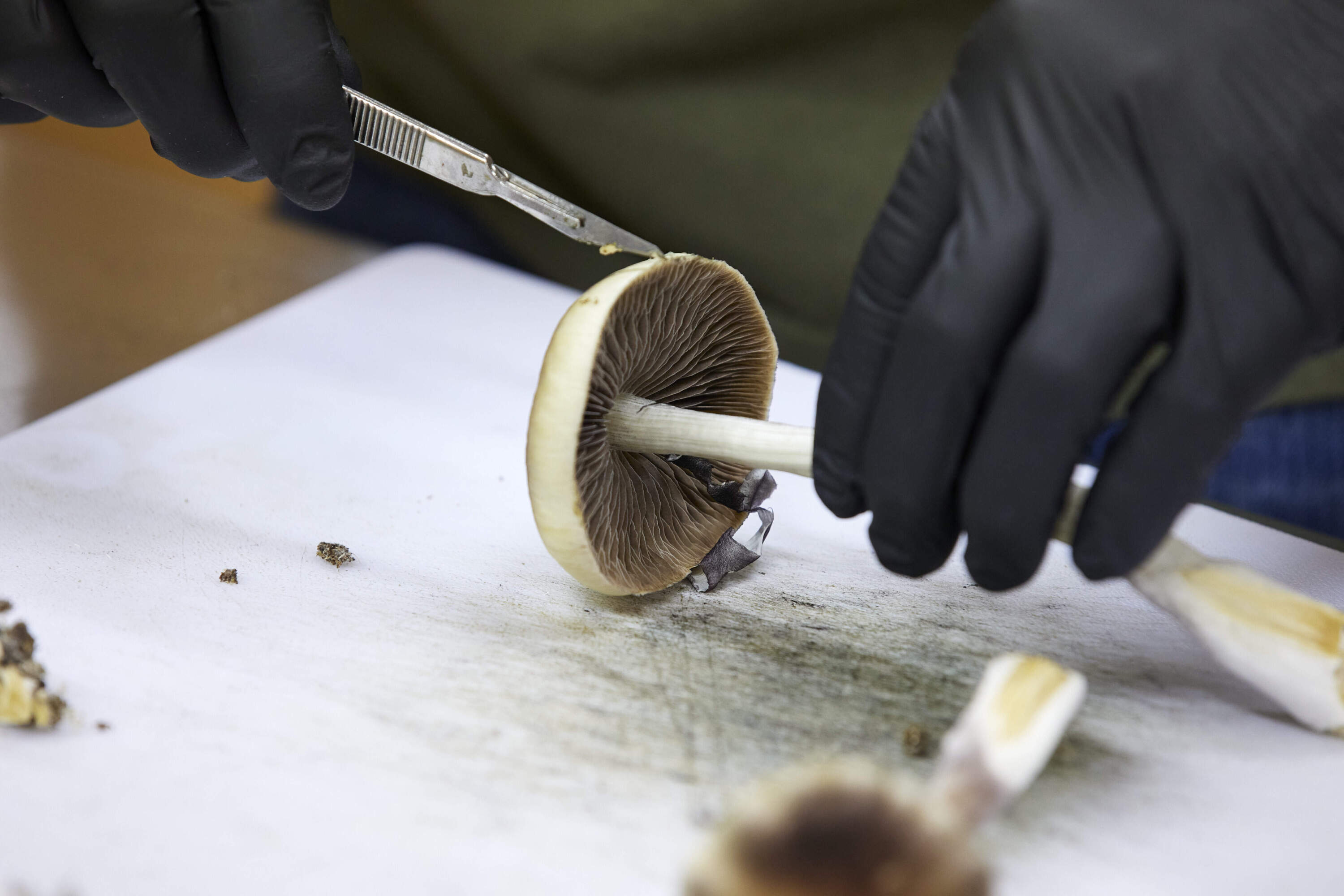 Mass. voters oppose legalizing natural psychedelics, as Question 4 fails