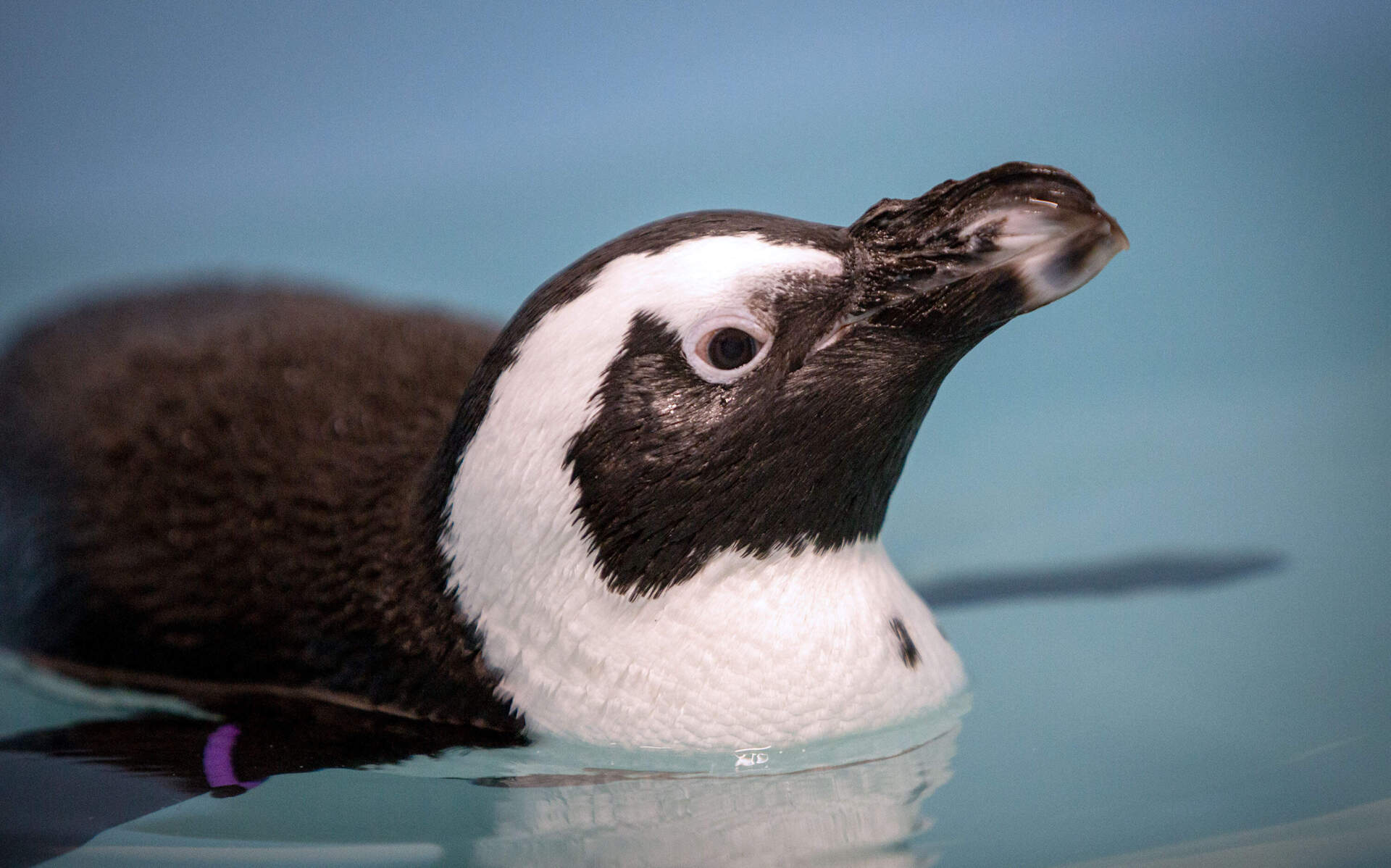 Harlequin, an African penguin and mother of a new egg, goes for a swim in the nesting area pool at the New England Aquarium. (Robin Lubbock/WBUR)