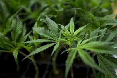 Healey signs bill reforming marijuana business governance, sales in Mass.