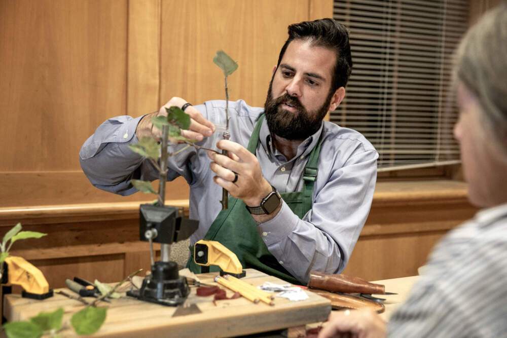 Horticulturist Sean Halloran demonstrates how to graft an apple shoot onto a tree. (Robin Lubbock/WBUR)