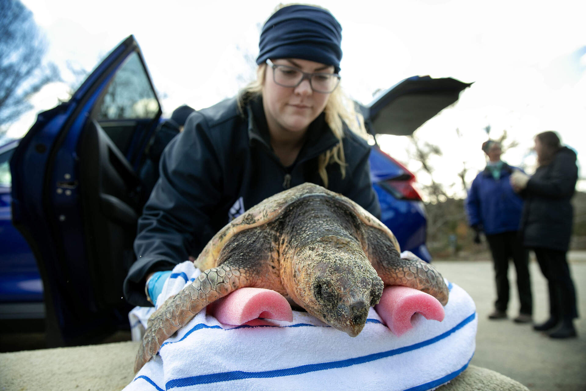 Michaela Wellman, a Mass Audubon volunteer coordinator, carefully picks up a loggerhead turtle. (Robin Lubbock/WBUR)