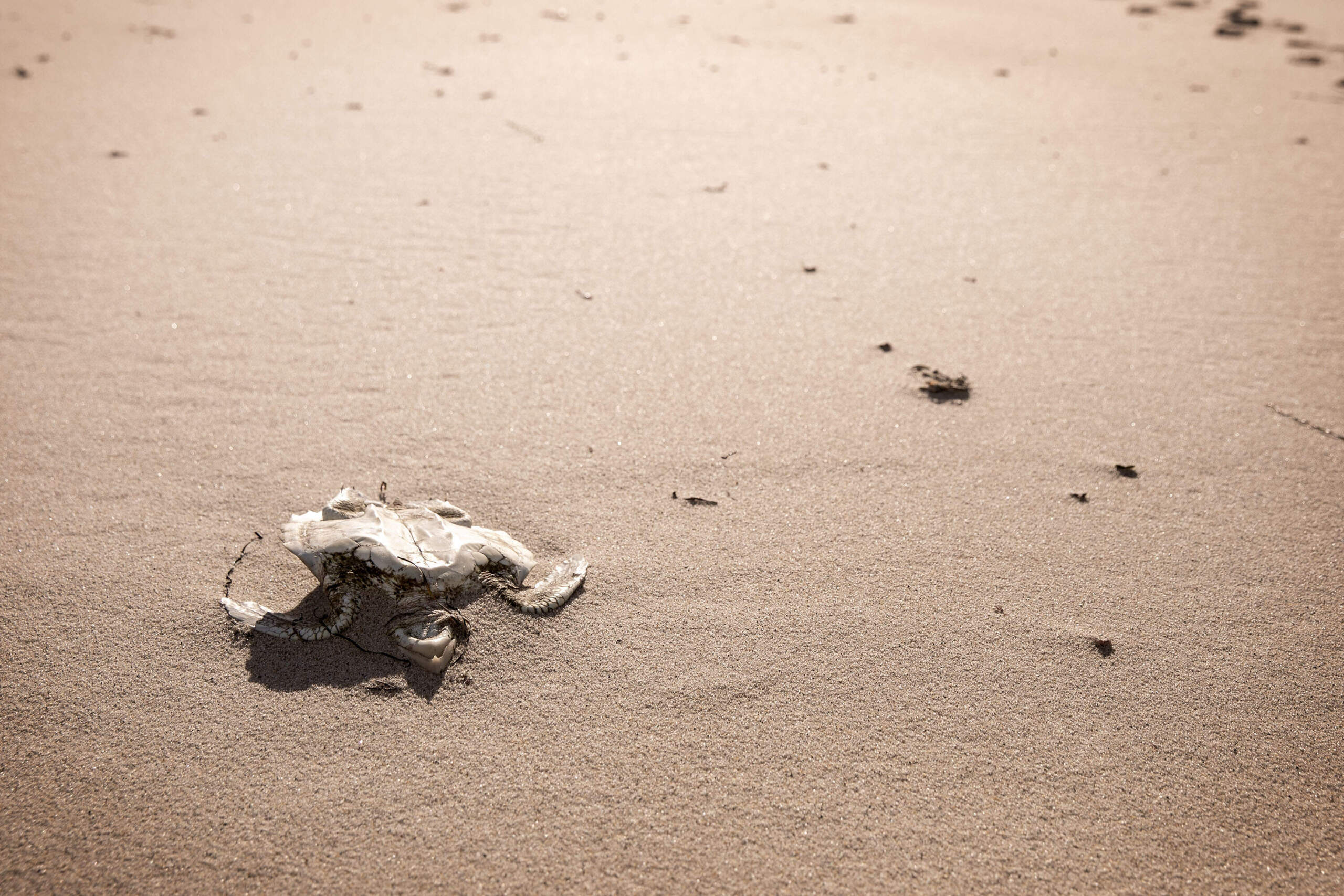 A cold-stunned Kemp’s ridley sea turtle lies upside down on Corn Hill Beach. Rescued and transported to Mass Audubon's Wellfleet Bay Wildlife Sanctuary, this turtle survived. (Robin Lubbock/WBUR)