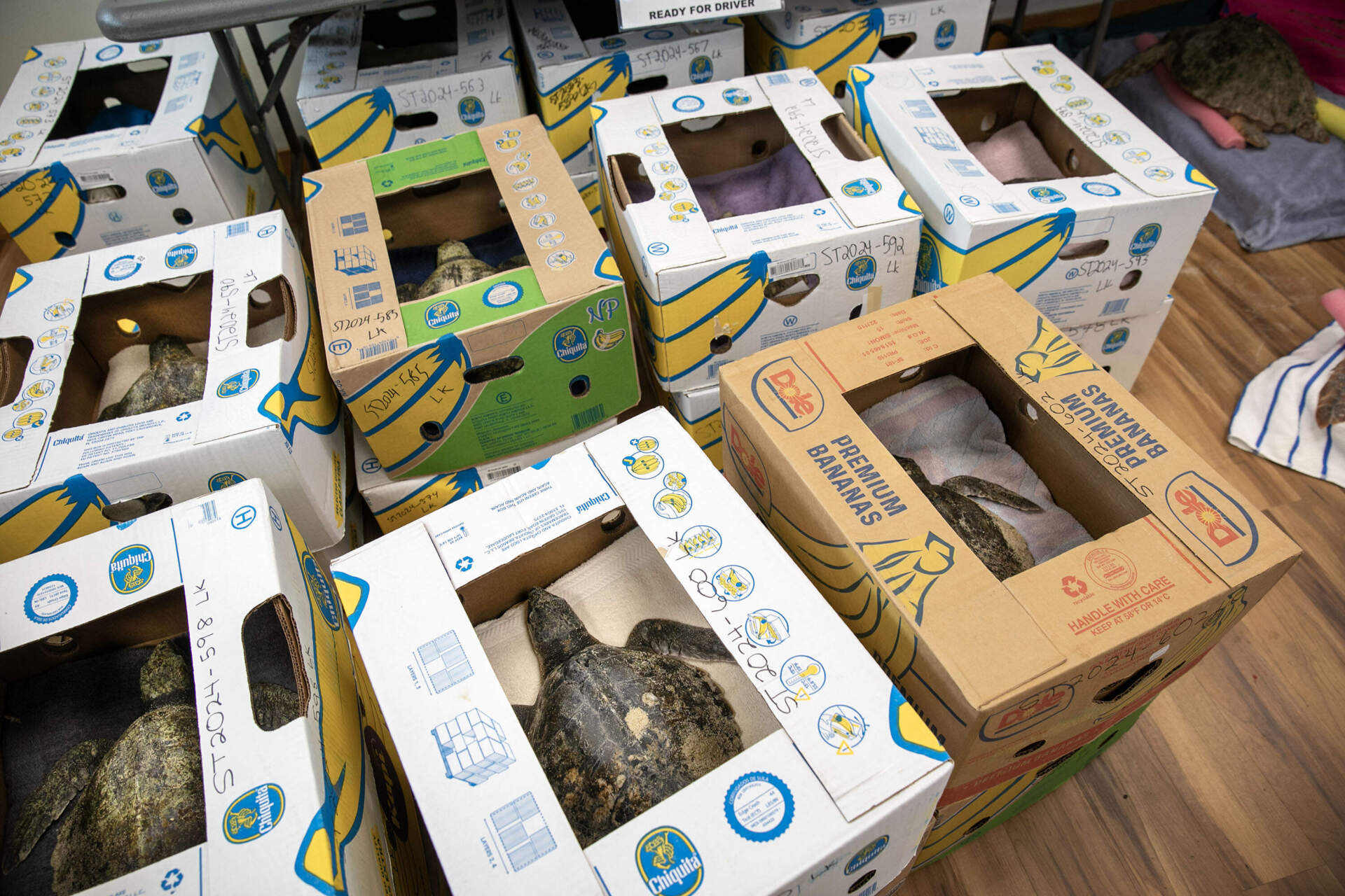 Banana boxes, each occupied by a cold-stunned Kemp’s ridley sea turtle, wait for local volunteers to transport them to rehabilitation facilities. (Robin Lubbock/WBUR)