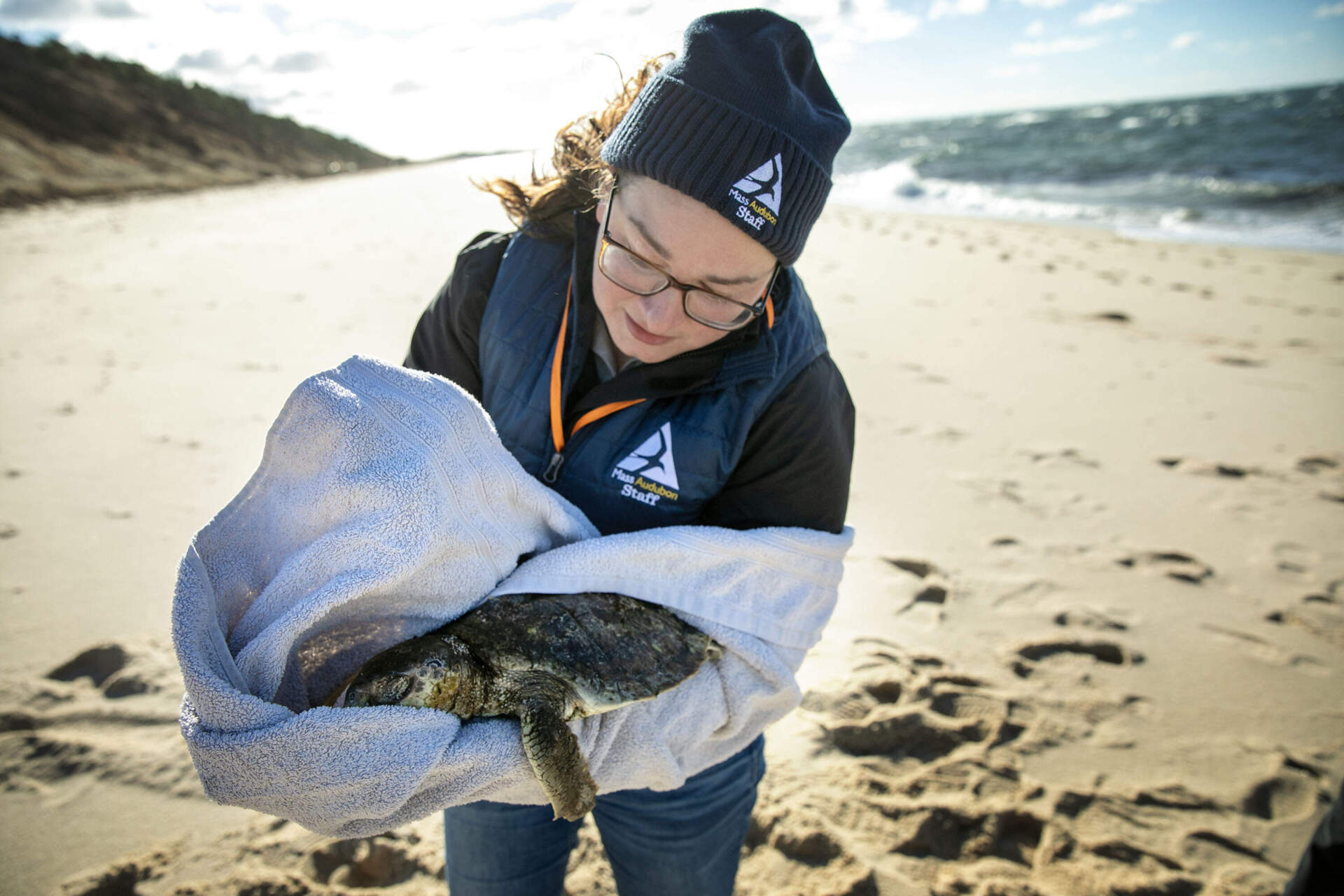Mass Audubon's Cheryl Lebedevitch carefully wraps a cold-stunned Kemp’s ridley turtle in a towel after finding it stranded on Corn Hill Beach in Truro. (Robin Lubbock/WBUR)